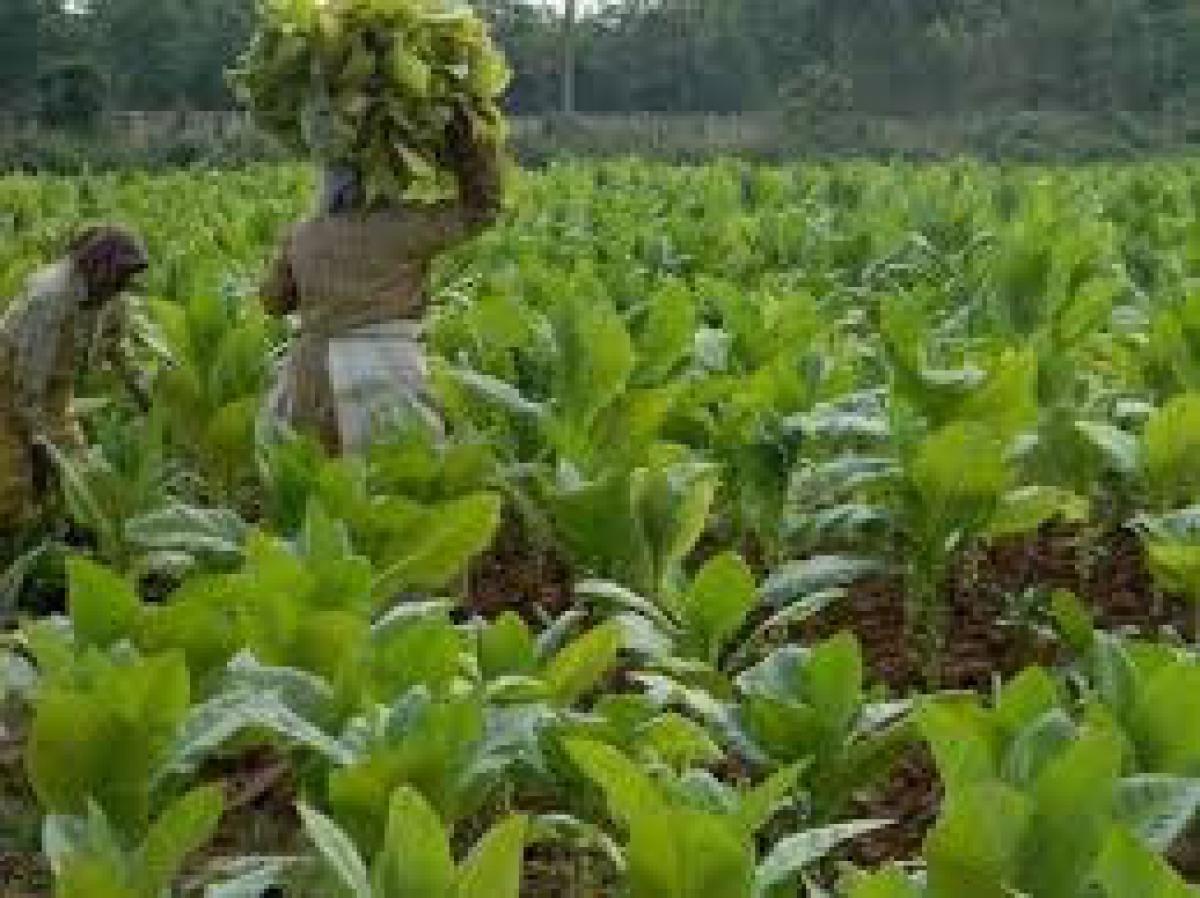 Farmers hopeful of remunerative price in Tobacco