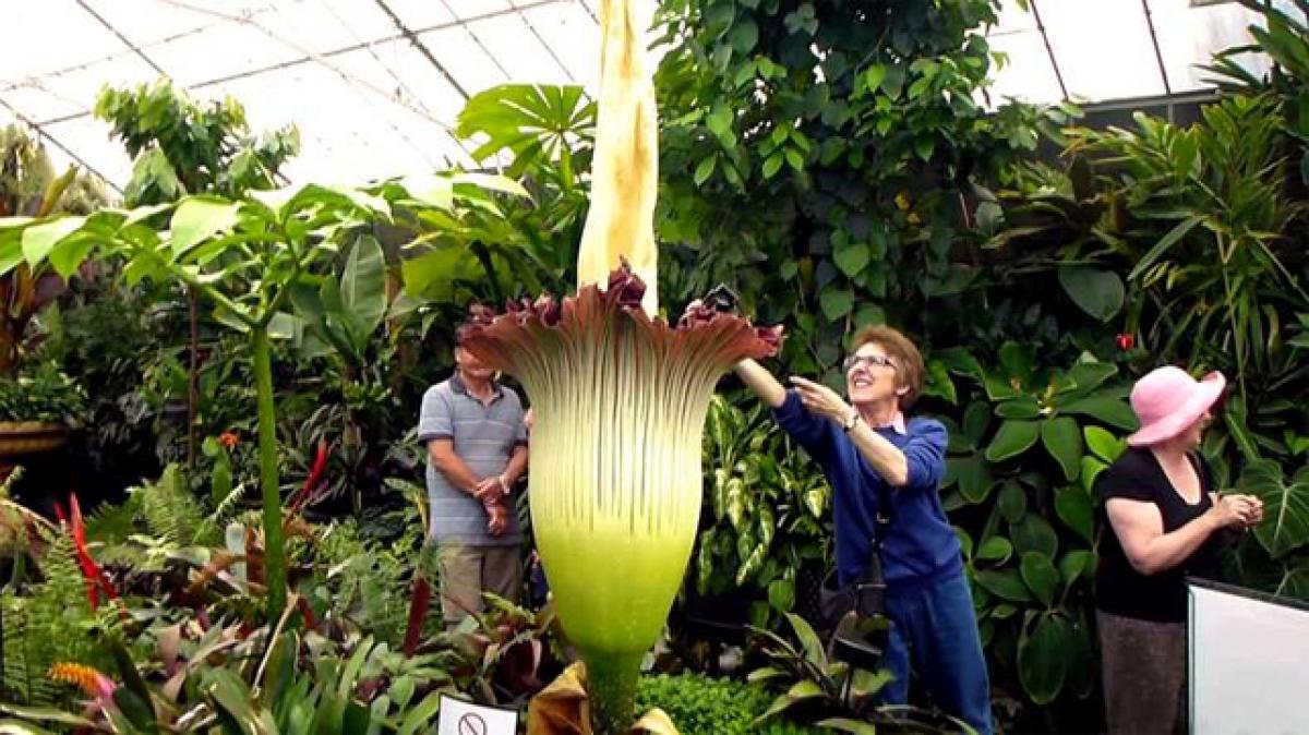Worlds largest flower blooms after 5 years