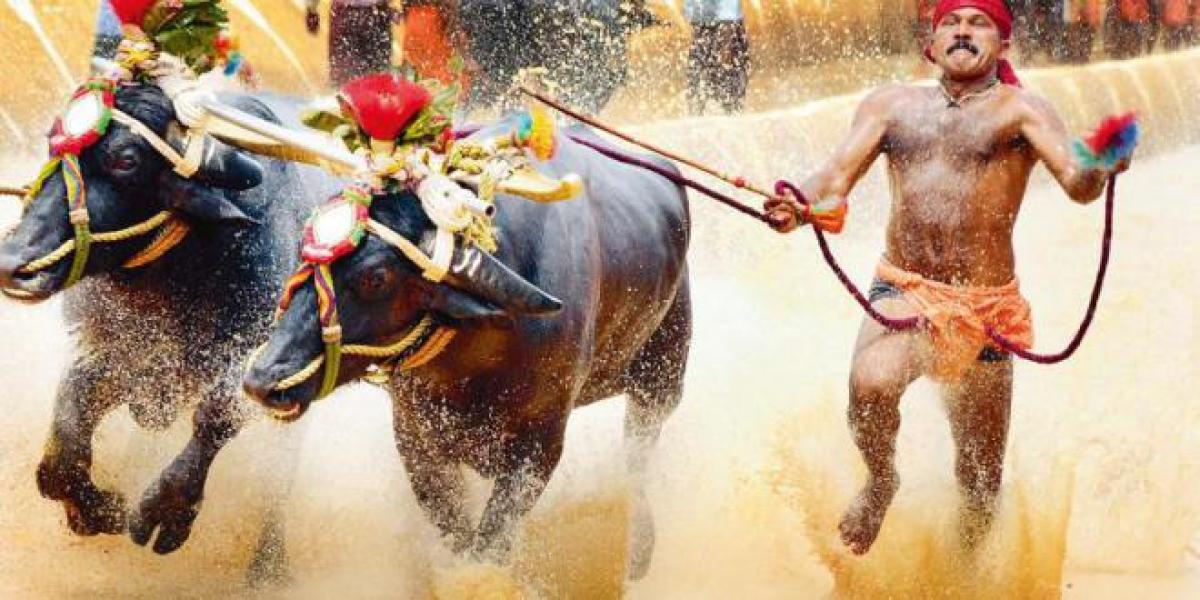 Car, gold coins tempt participants as Alanganallur gears up for Jallikattu after 3yrs