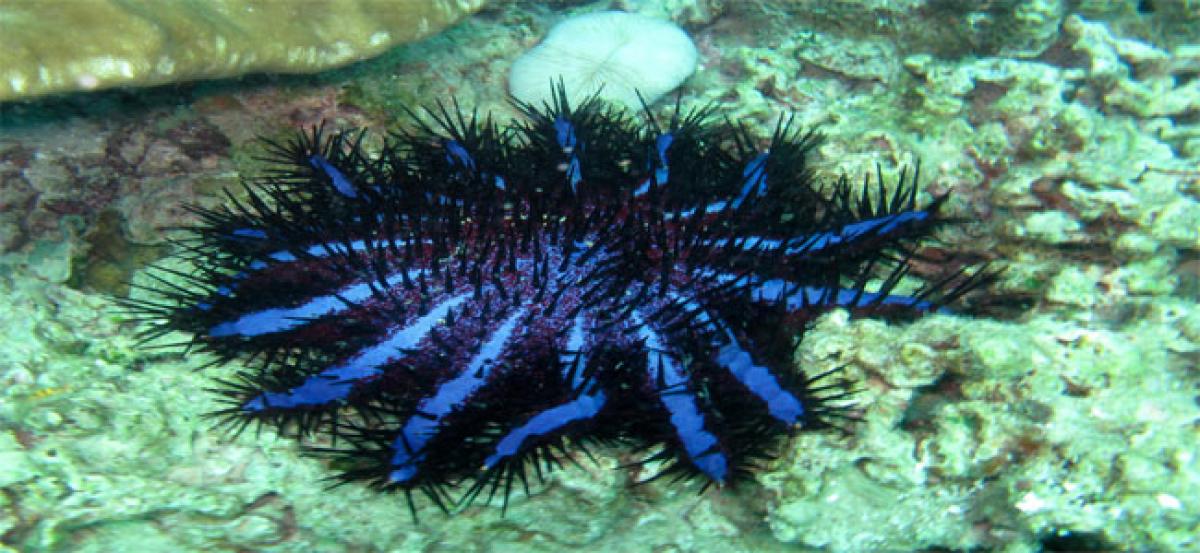 Scientists discover how coral-eating starfish communicate