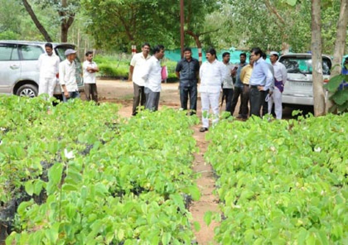 Officials gear up to plant 3.44 cr saplings from July 8