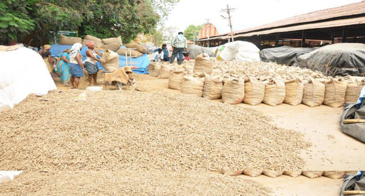 Duggirala turmeric yard receives a record quantity of 30,000 bags