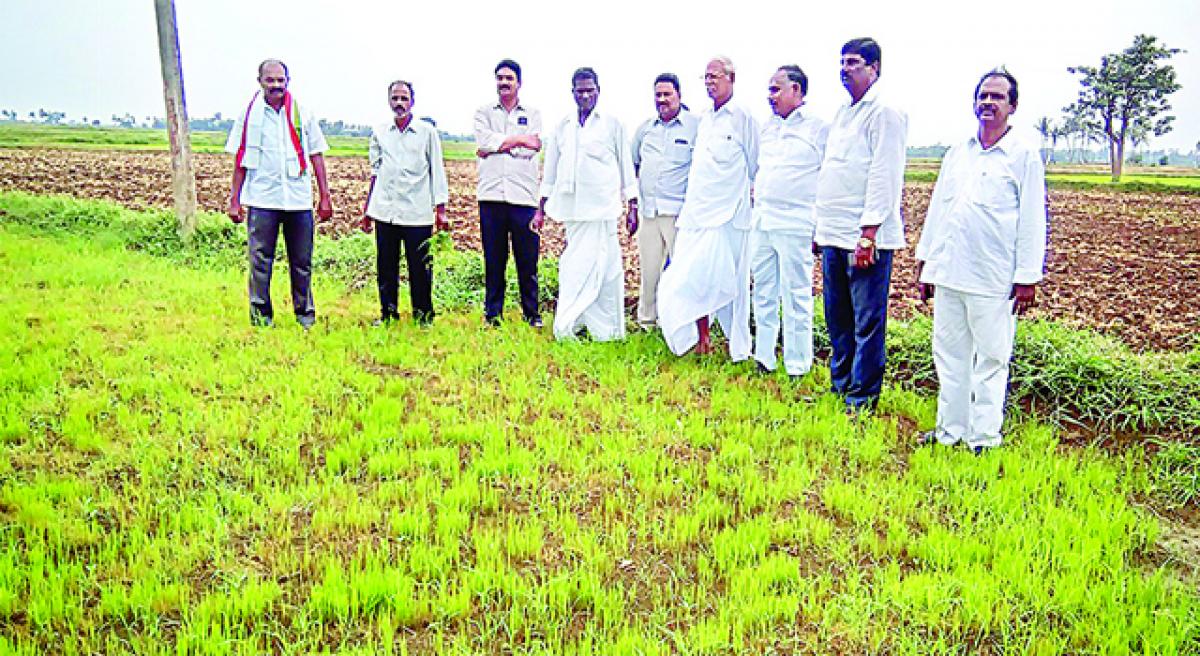Seedbeds in AP on death bed