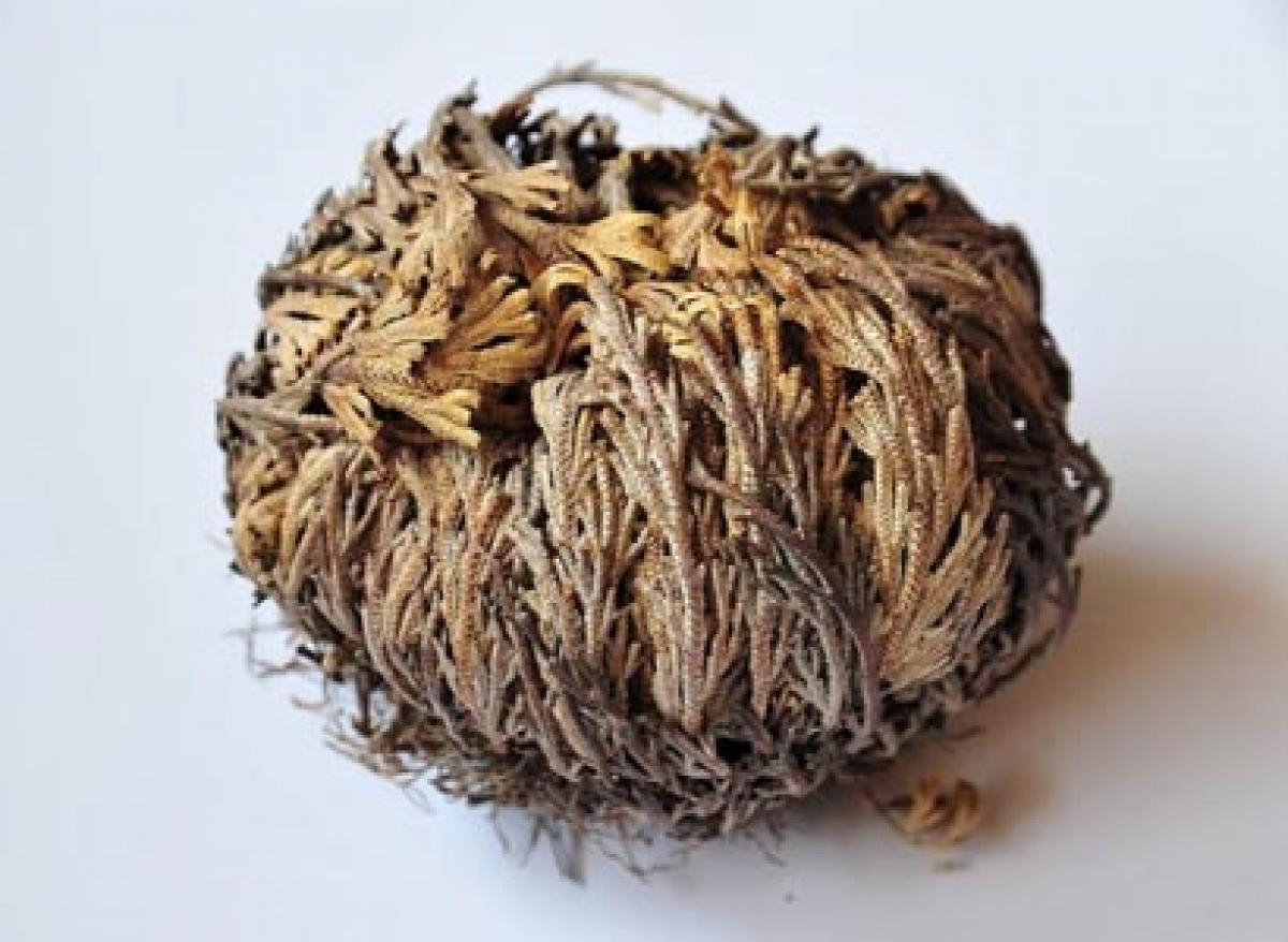 Losers in corporate must learn the HR message of resurrection plant