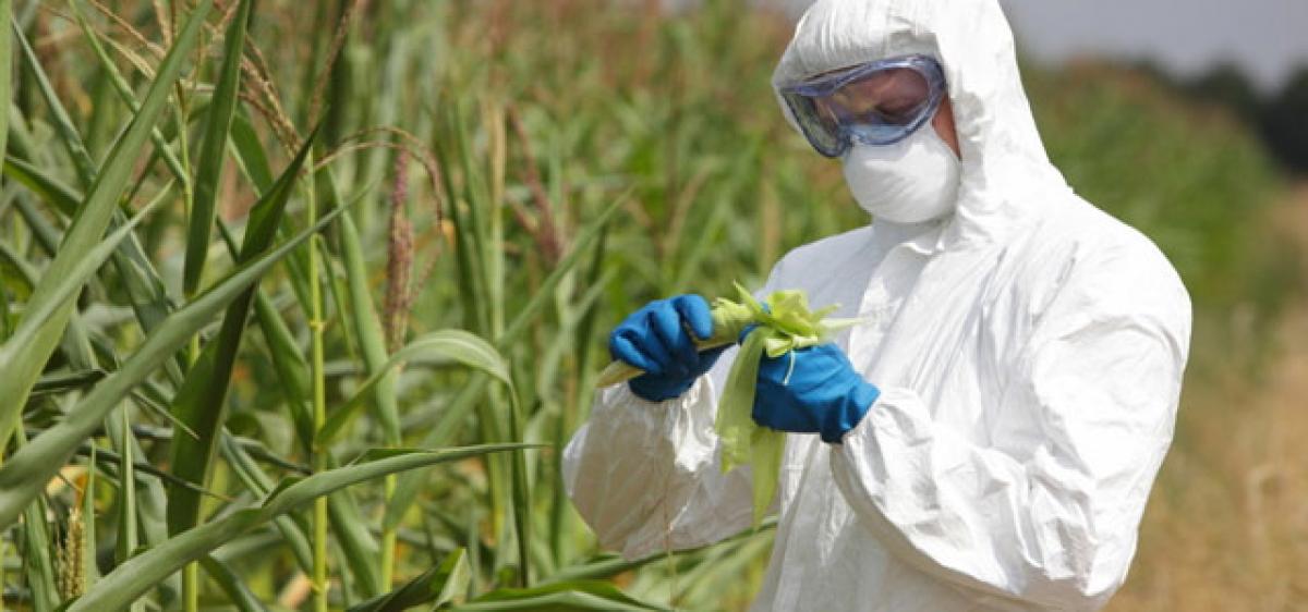 Govt silence on GM crops inexplicable