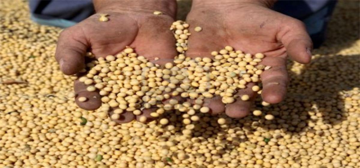 Soya farmers facing hardships