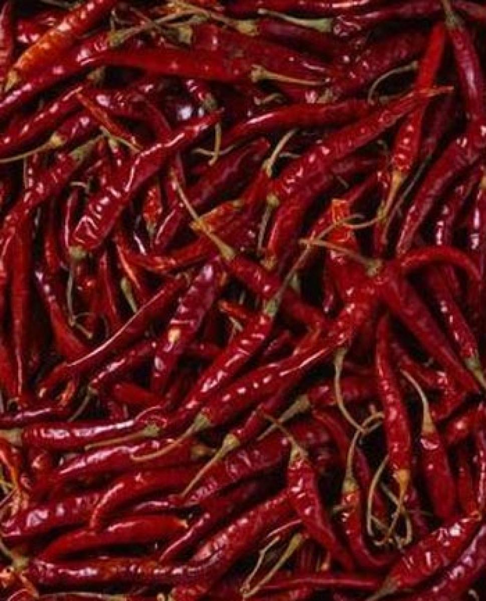 Government moots contract farming to boost export of chillies