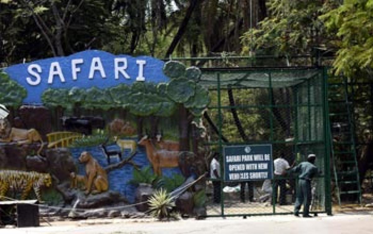 Lion Safari at zoo to start in a week