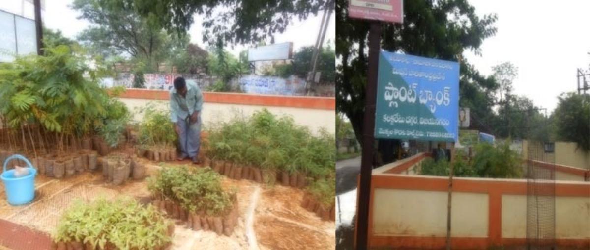 Plant bank to supply saplings