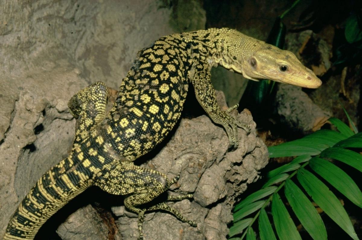 Climate change turning male dragon lizards into females