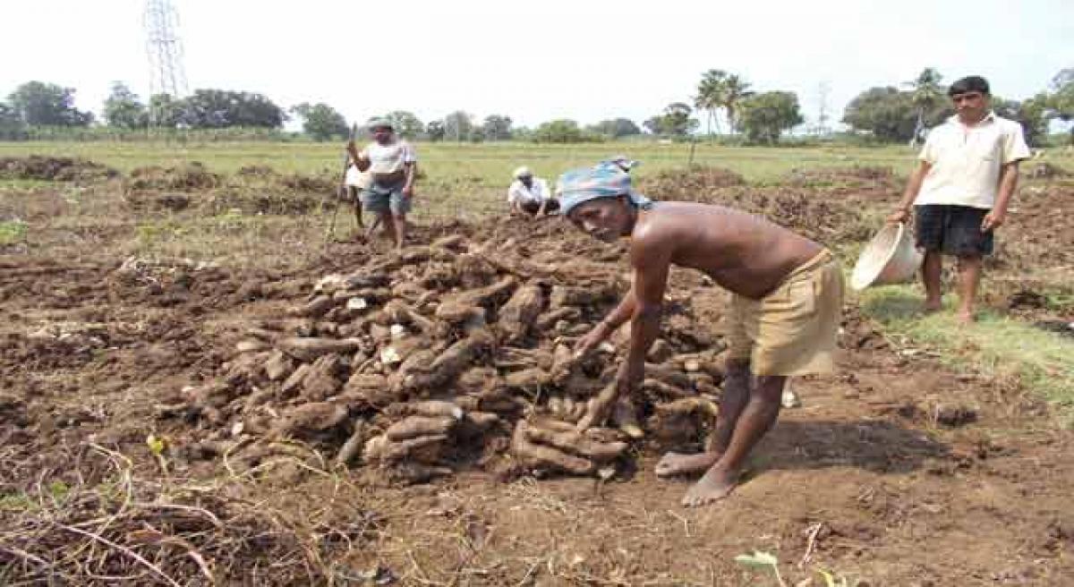 Price slump hits tapioca farmers