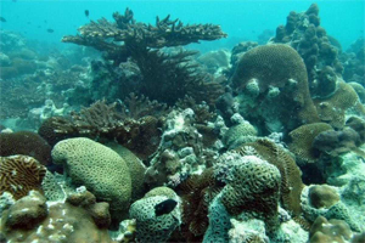 Coral reef monitoring stations set up in Abu Dhabi