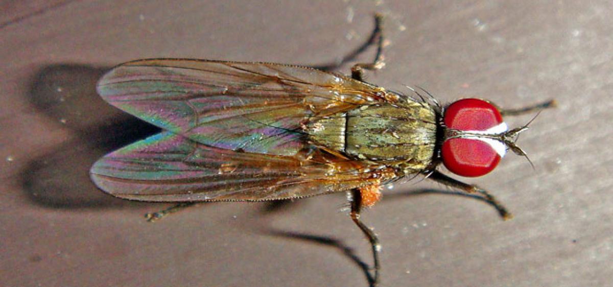 Wasp with red eyes created in lab