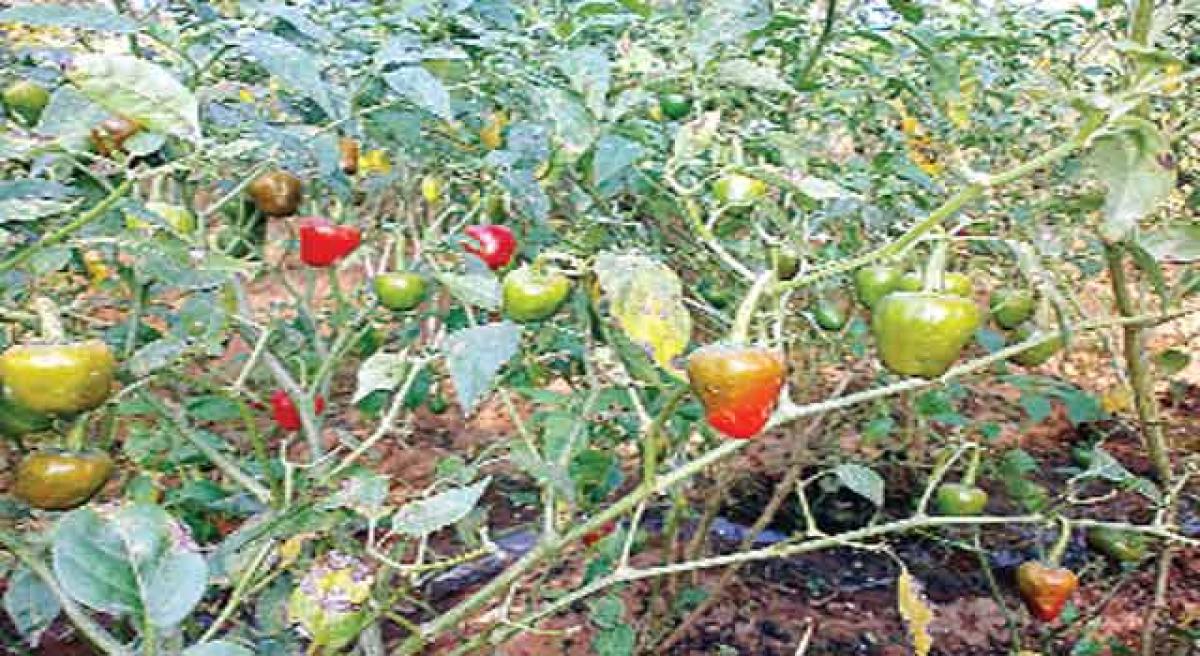 Giant demand for dwarf chilli