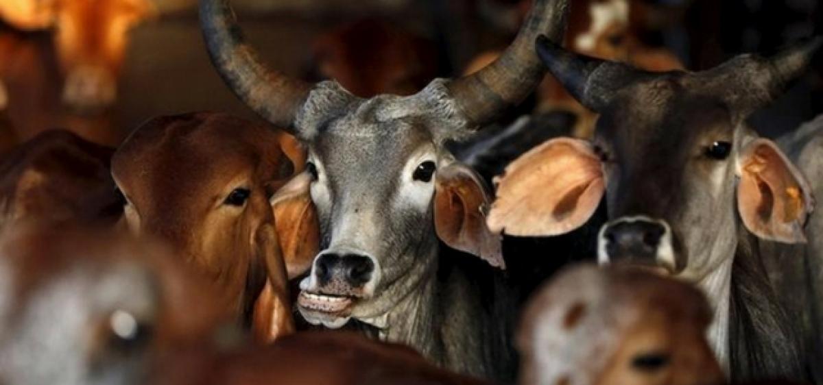 Court vs court: New rules do not ban slaughter: Kerala HC