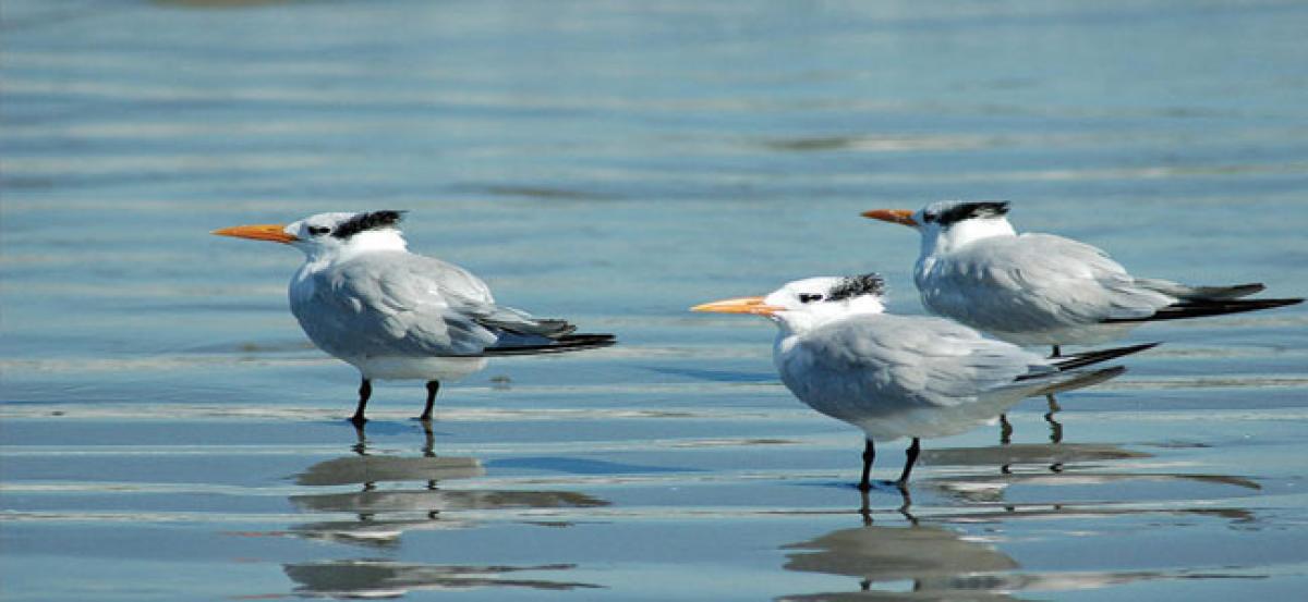 Rising sea levels pose major threat to coastal birds