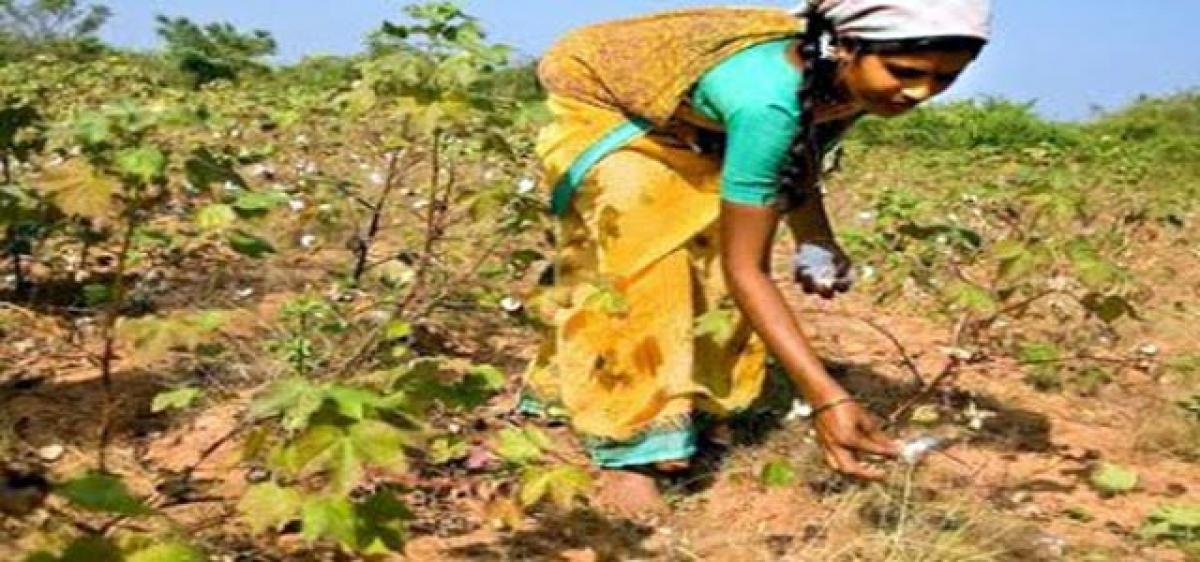 Farming sector going to seed