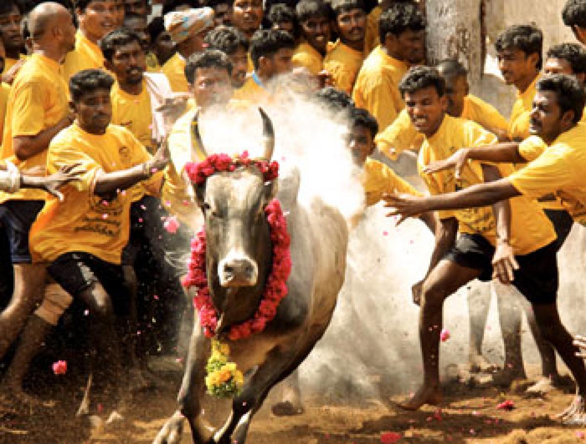 Jallikattu ban aims at humanising sports