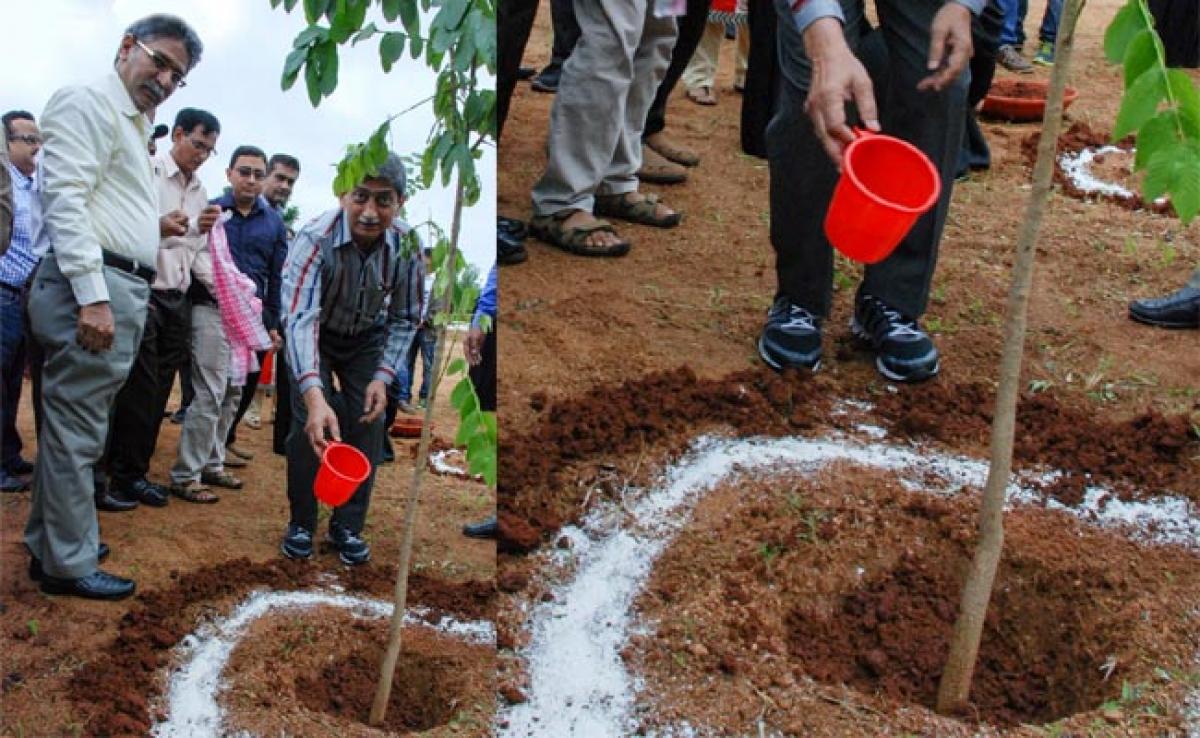 Tree plantation drive at Maulana Azad National Urdu University