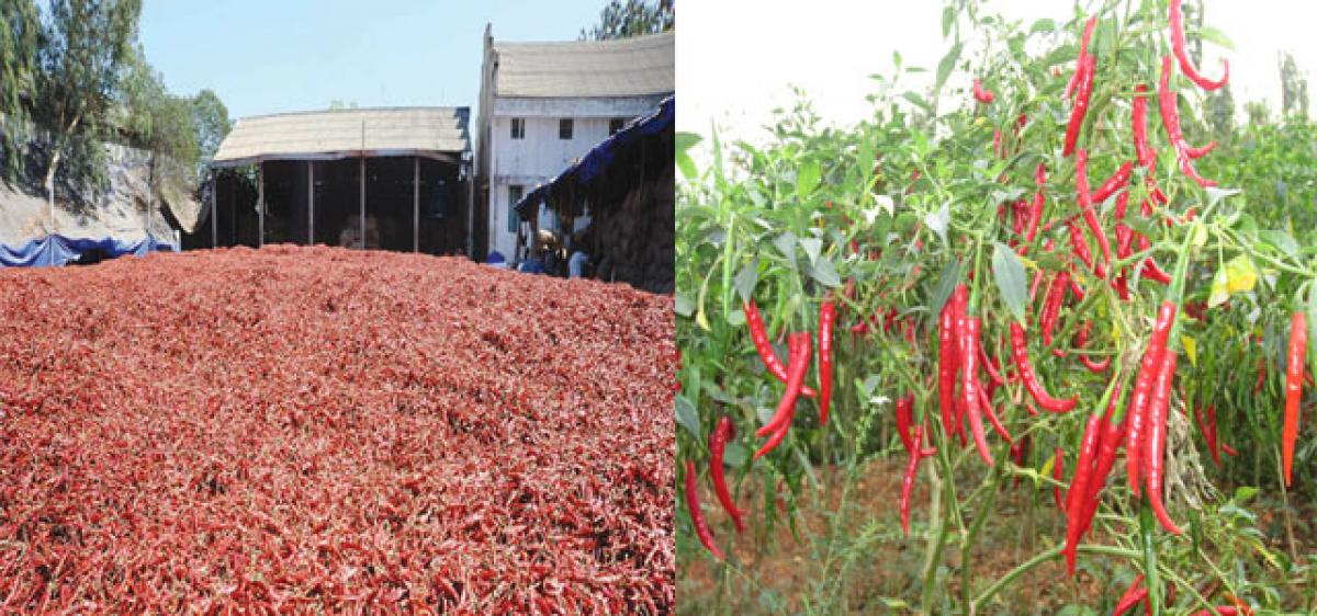 Residue-free chillies to boost exports