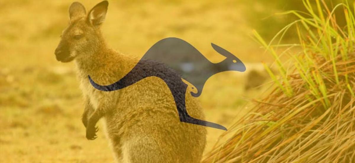 Iconic Australian wallaby brought back from brink of extinction