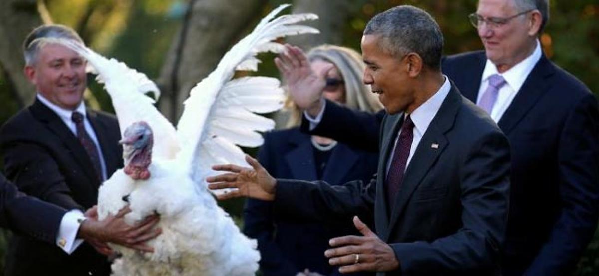 Obama pardons one last turkey ahead of Thanksgiving holiday