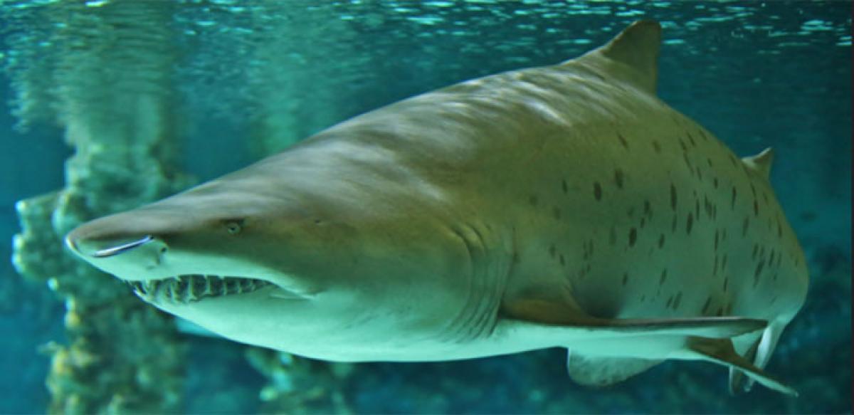 300 million-year-old giant shark fossils found in US