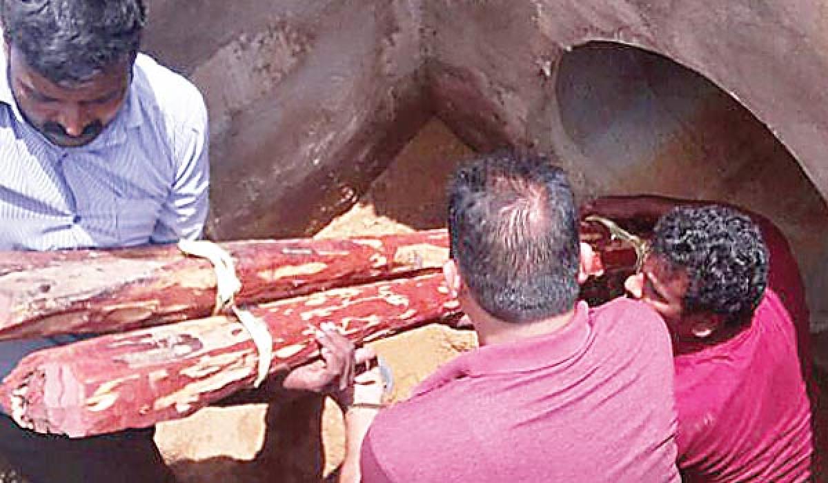 50 red sanders logs recovered