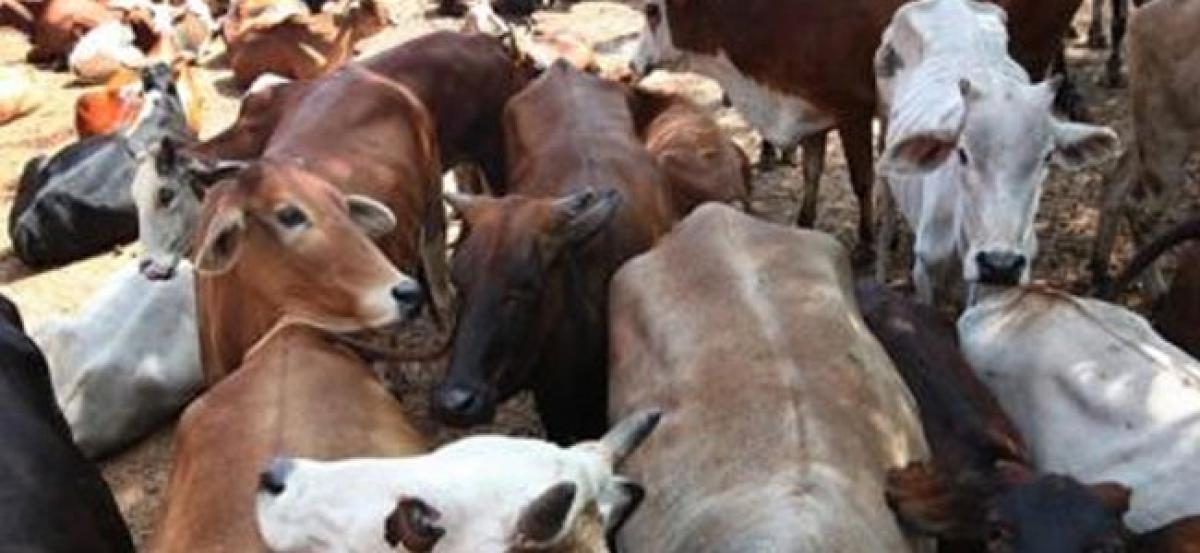 Declare cow national animal, says Rajasthan HC