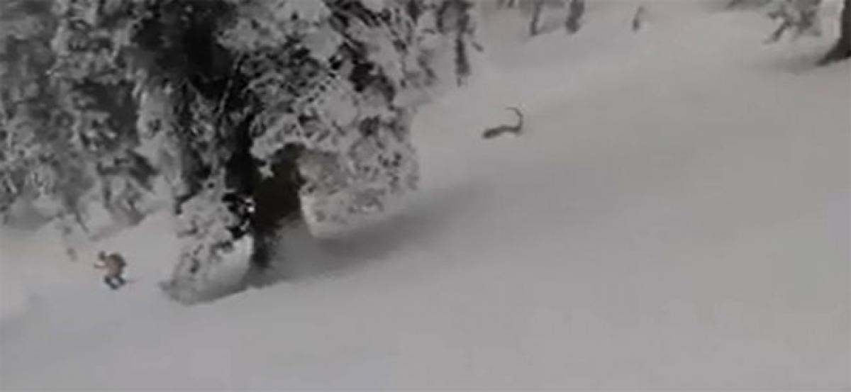 Snow Leopard Captured in Video by Group of Skiers in Gulmarg