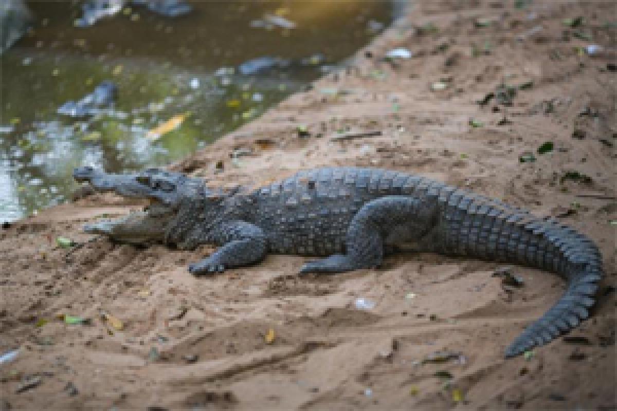 Crocodile at Goas morjim beach scares tourists