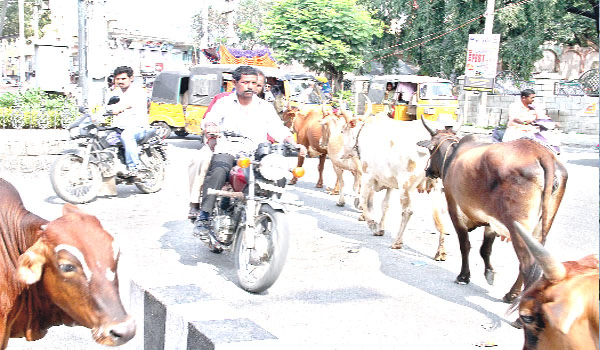 Residents live in danger while cattle roam freely on streets