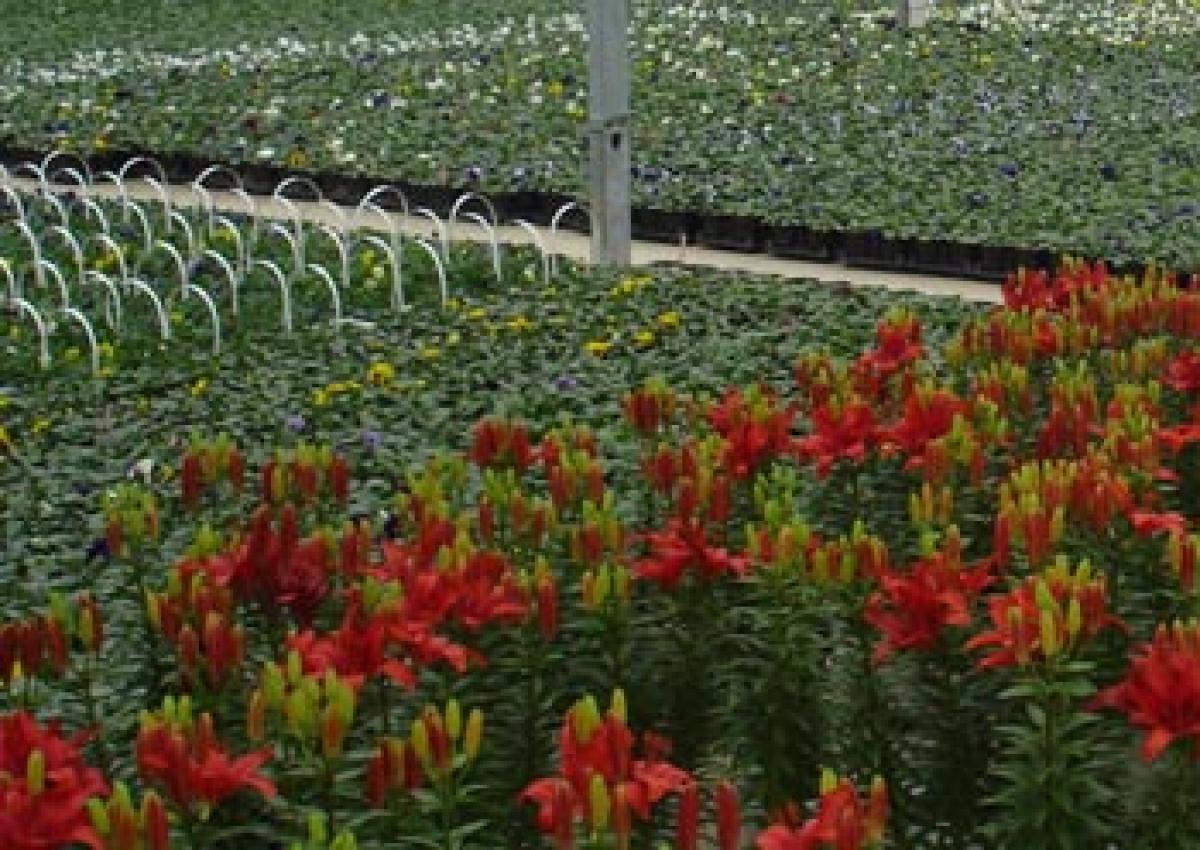 Floriculture research centre at Vemagiri