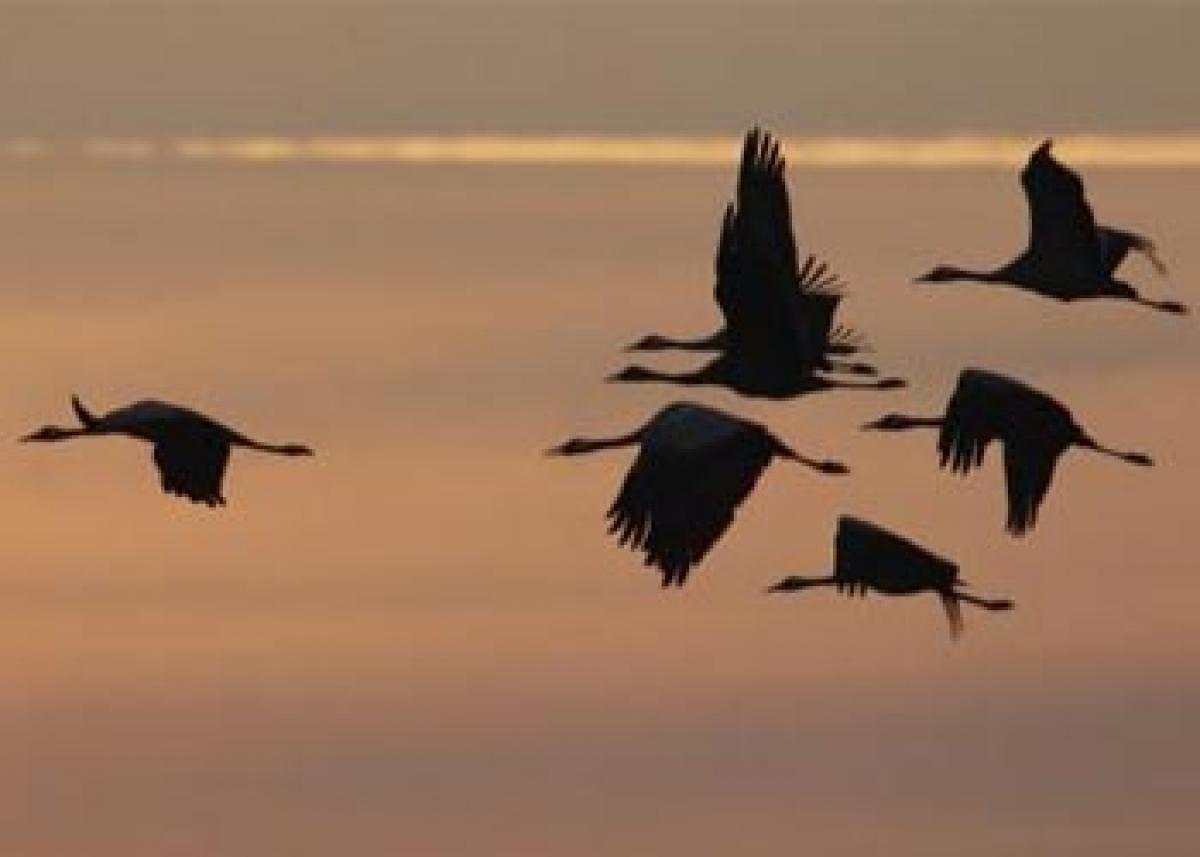 Study claims Antartic birds can recognise individuals