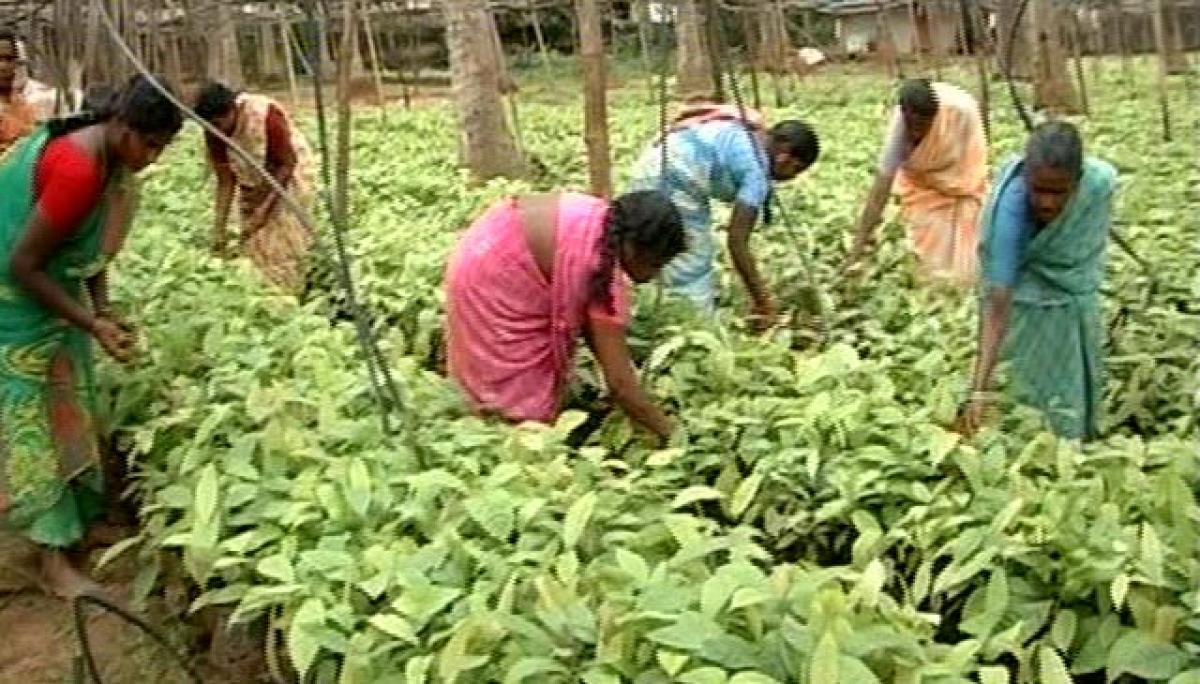 Cocoa bonanza for coconut, oil palm farmers