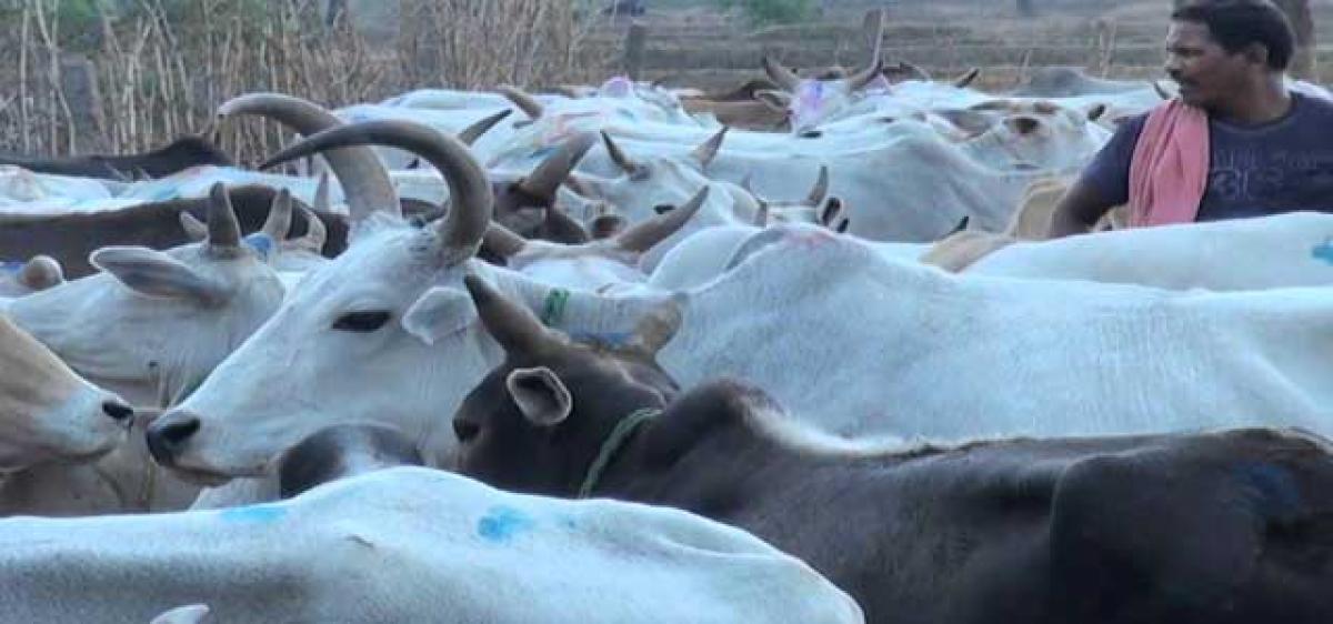Cattle farmers to reap e-Laabh gains soon