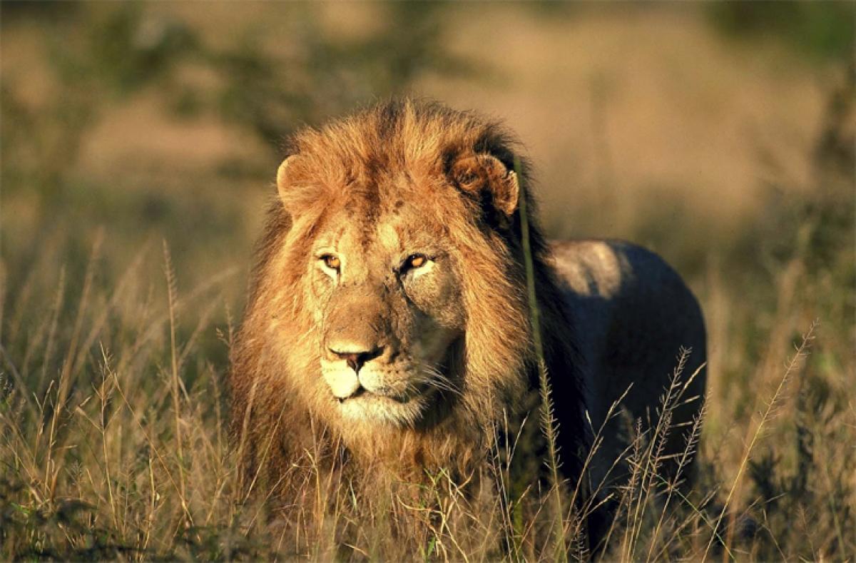 Smart to hunt but weak to protect – HR message from scavenger lion