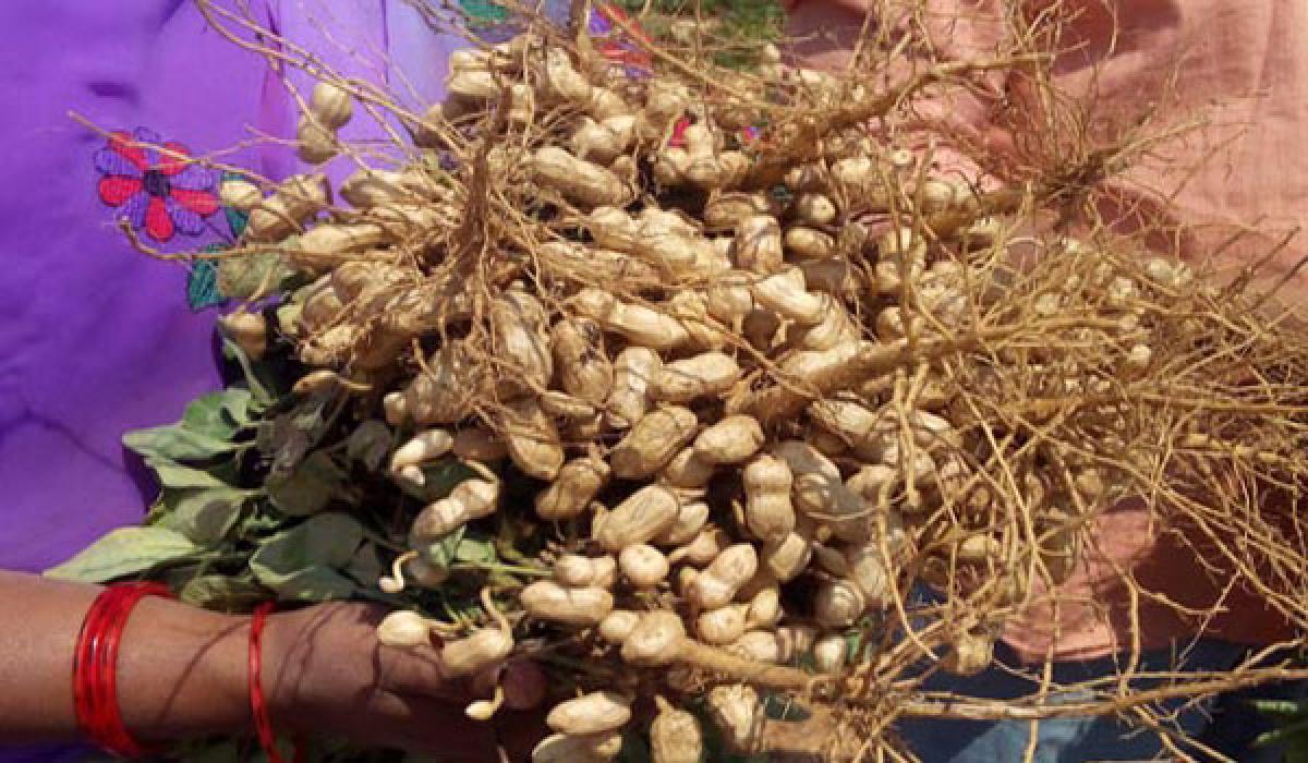No mention of groundnut research unit in CM’s speech disappoints ryots