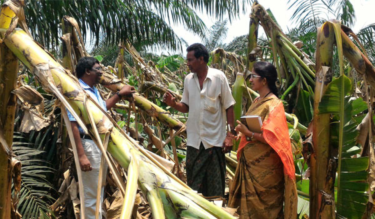 Gales destroy horticulture crops in East Godavari