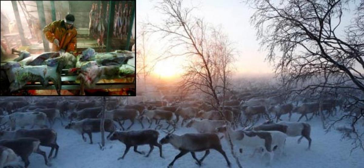 Reindeer herding in Russias remote Arctic