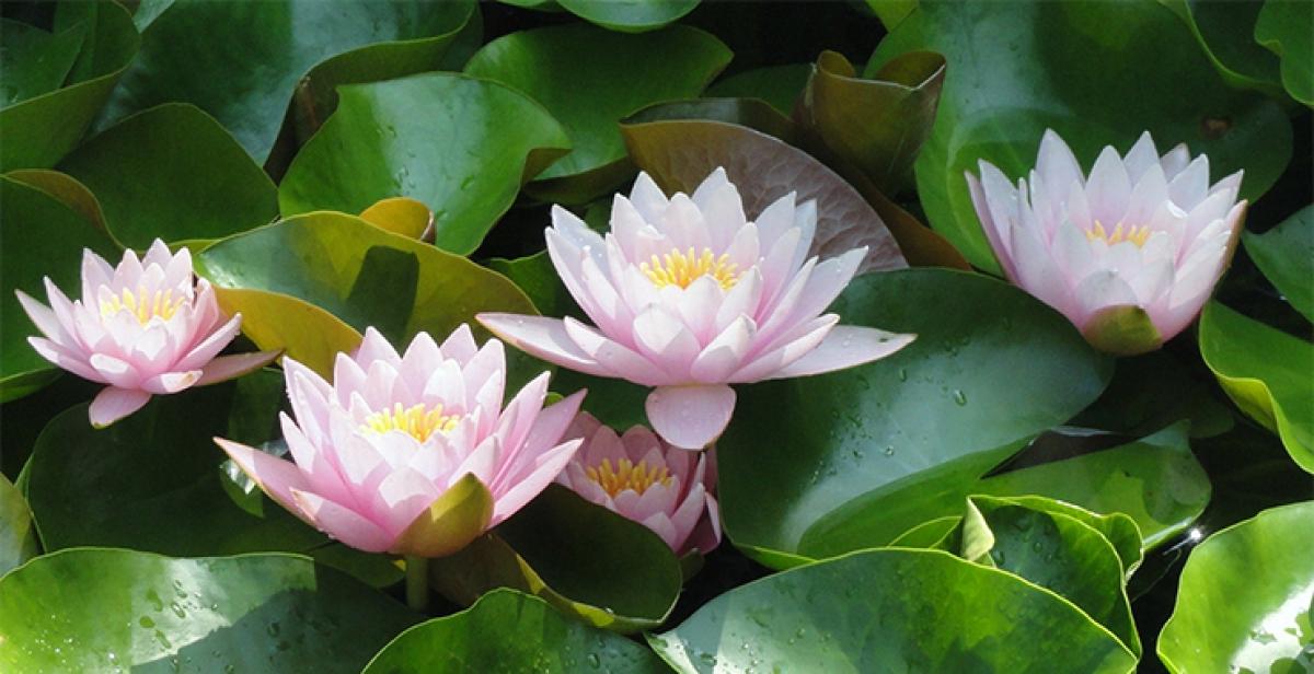 Our incapability only defines ‘use and useless’…HR wisdom of Lotus plant