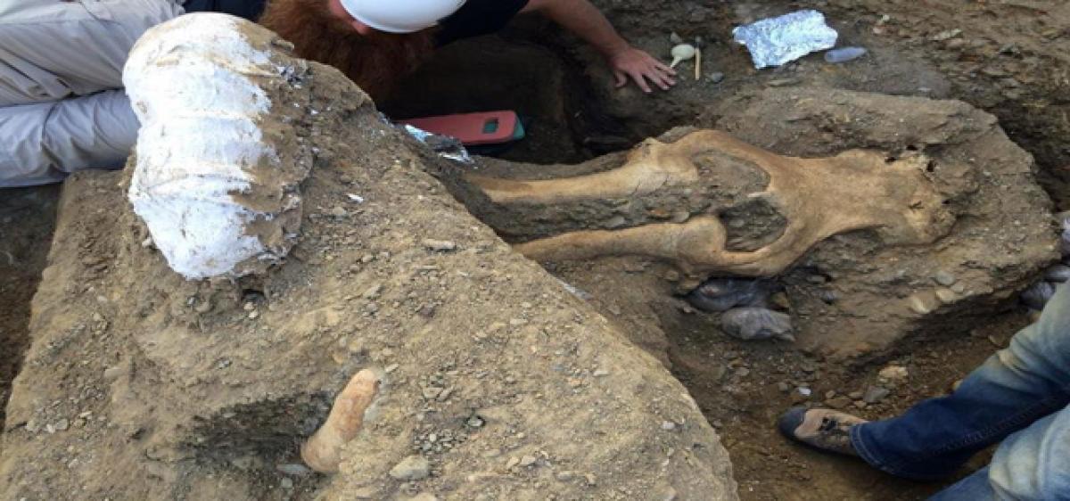 Well preserved rare fossil of mammoth skull found in US
