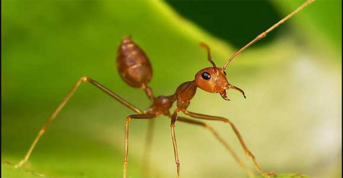 HR wisdom of Ants, modern corporate must know