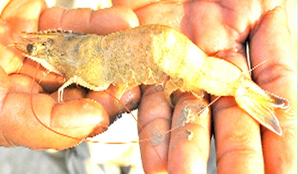 Farmers incur losses as virus  affecting shrimp production