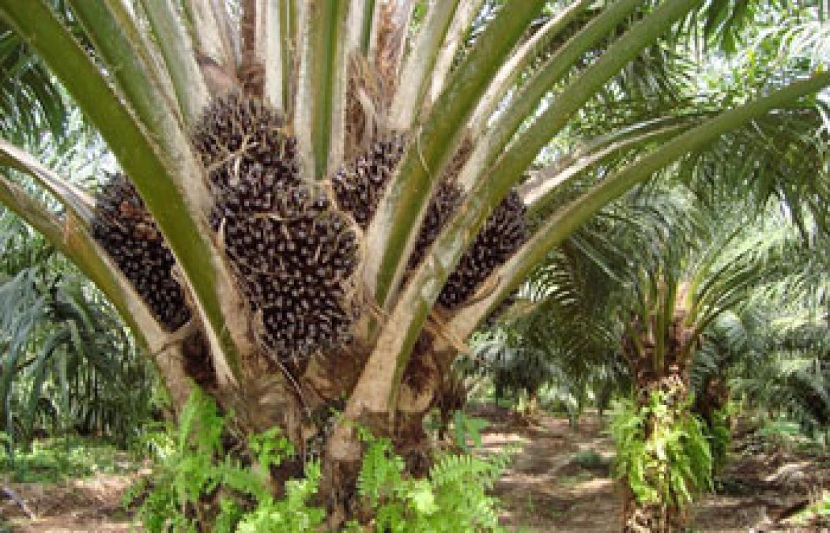 Oil palm growers take to coconut farming