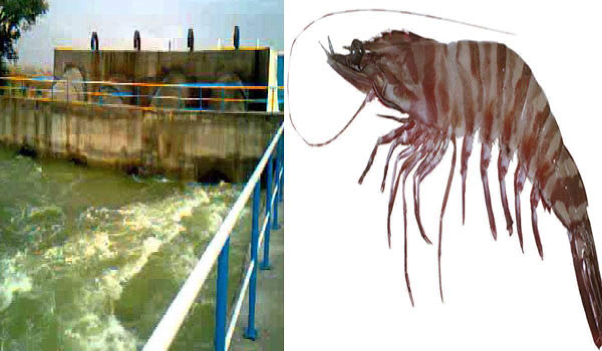 Prawn culture gaining popularity among farmers in Gadwal