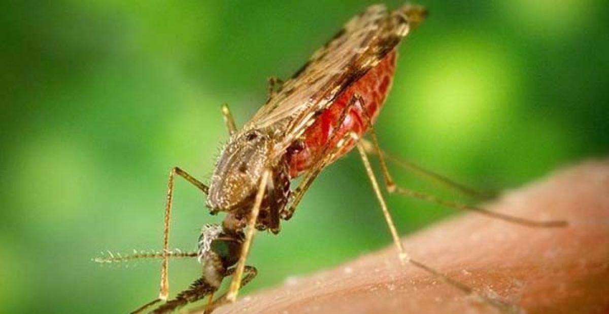 Less effective drugs fight malaria more effectively