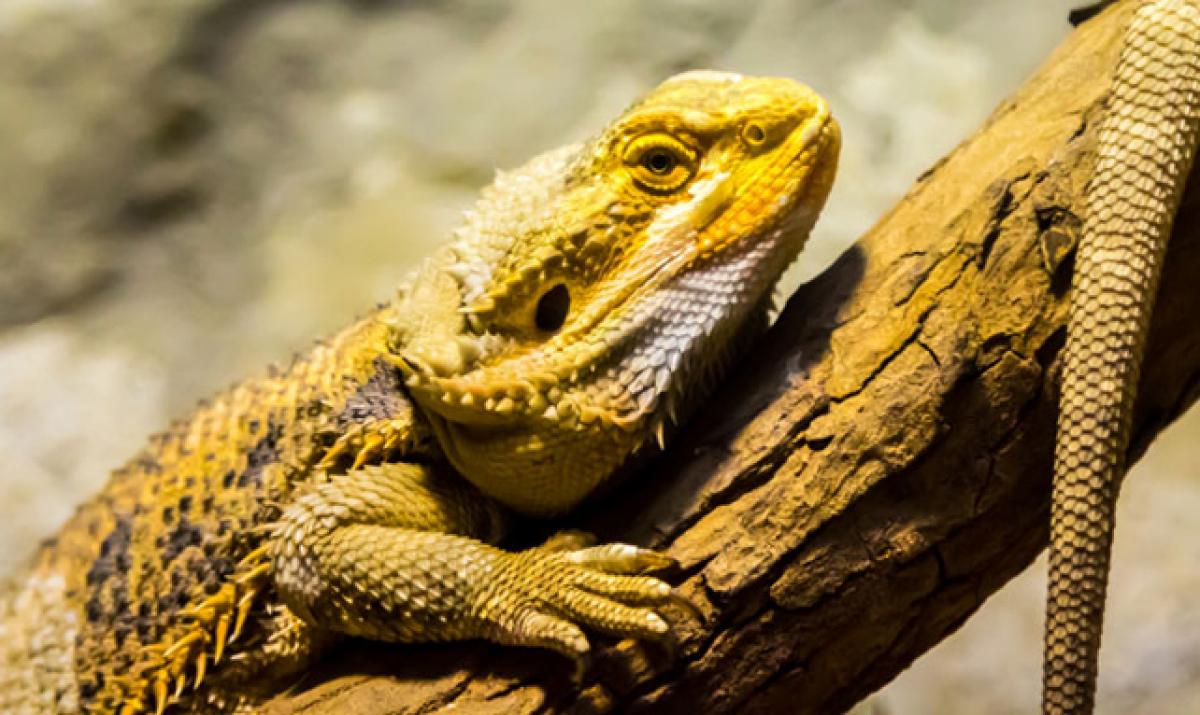 Bearded dragon lizards capable of gender change
