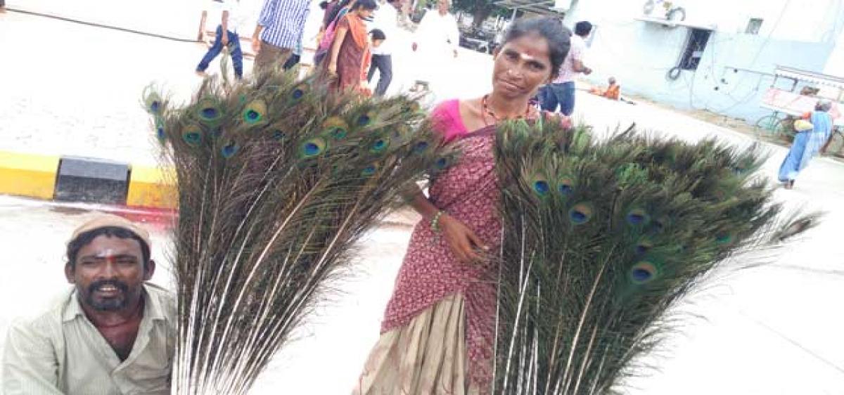 Shikaries survive by selling peacock feathers