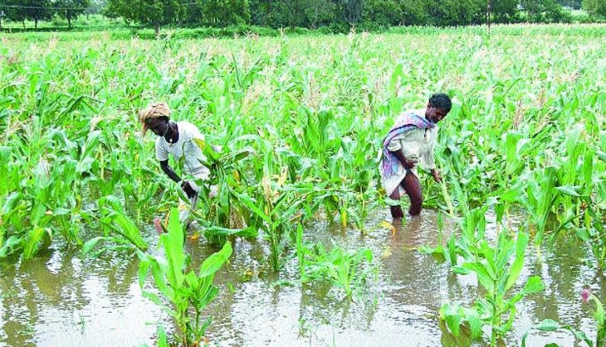 No assurance from Centre on farm loan waiver for TN farmers